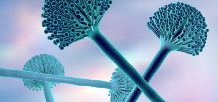 GeneProof Aspergillus PCR Kiti