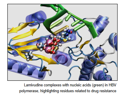 SeqHepB – Hepatit B Viral Genom Analizi