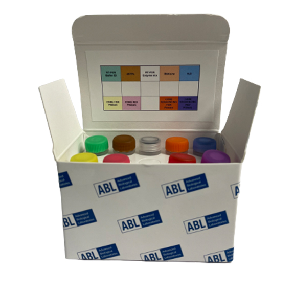 Hepatit C Virüsü (HCV)